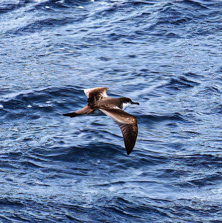 Buller's Shearwater - ML528848111