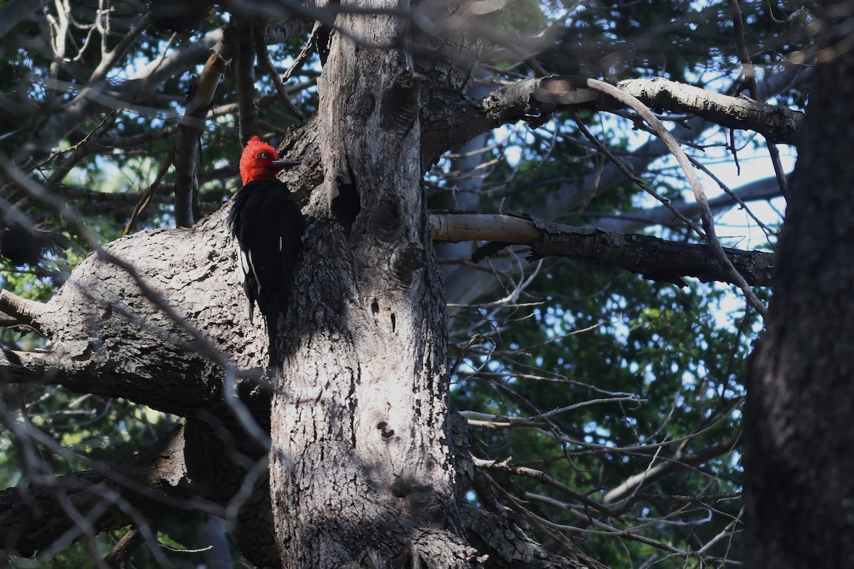 Magellanic Woodpecker - Brendan  Fogarty