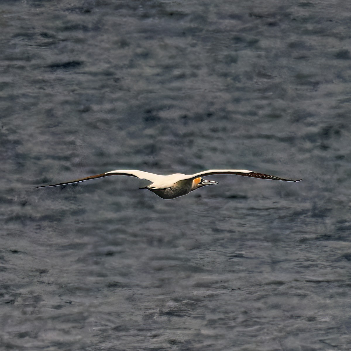 Australasian Gannet - ML528848561