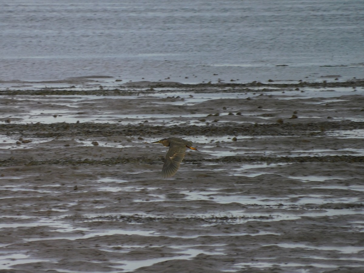 Striated Heron - ML528848841