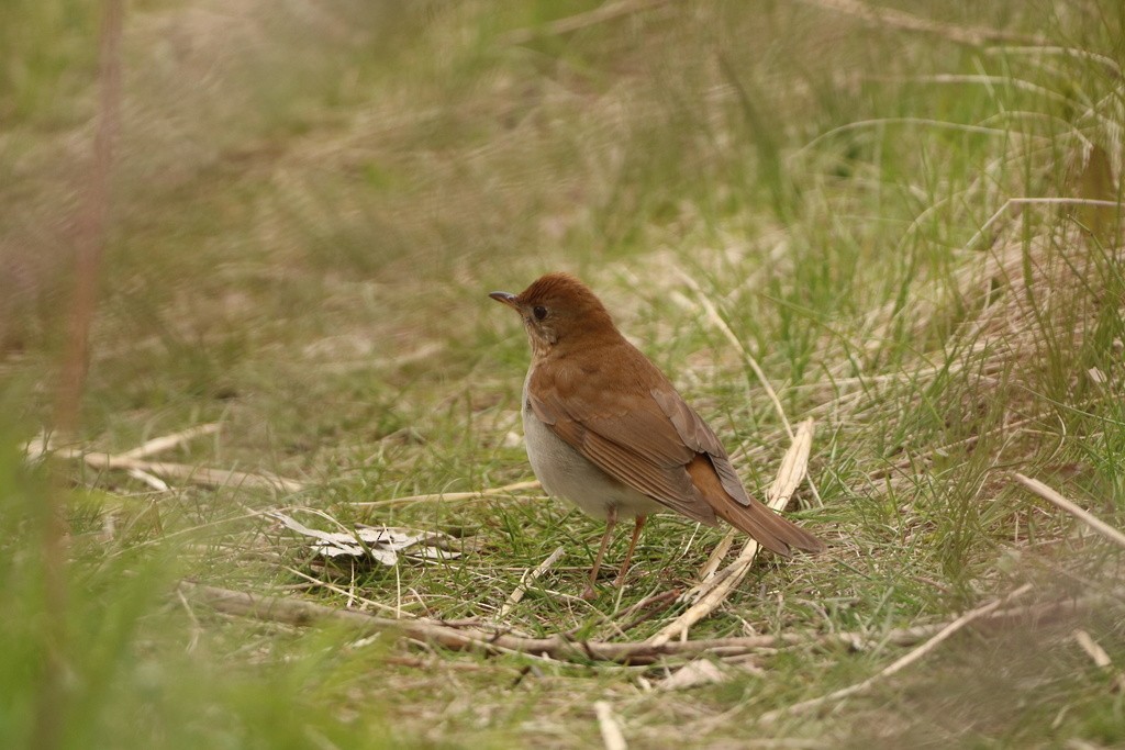 Veery - ML528849331