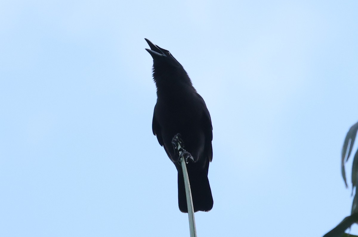 Jamaican Crow - jaap eerdmans