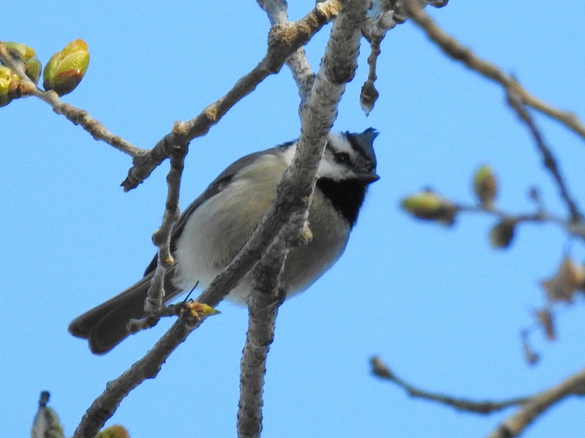 Bridled Titmouse - ML528851151