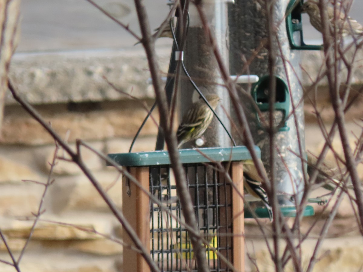 Pine Siskin - ML528851171