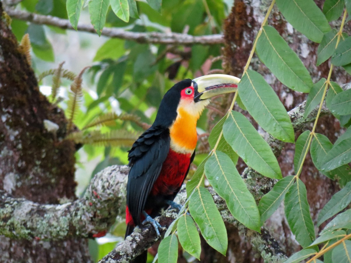 Red-breasted Toucan - ML528851791