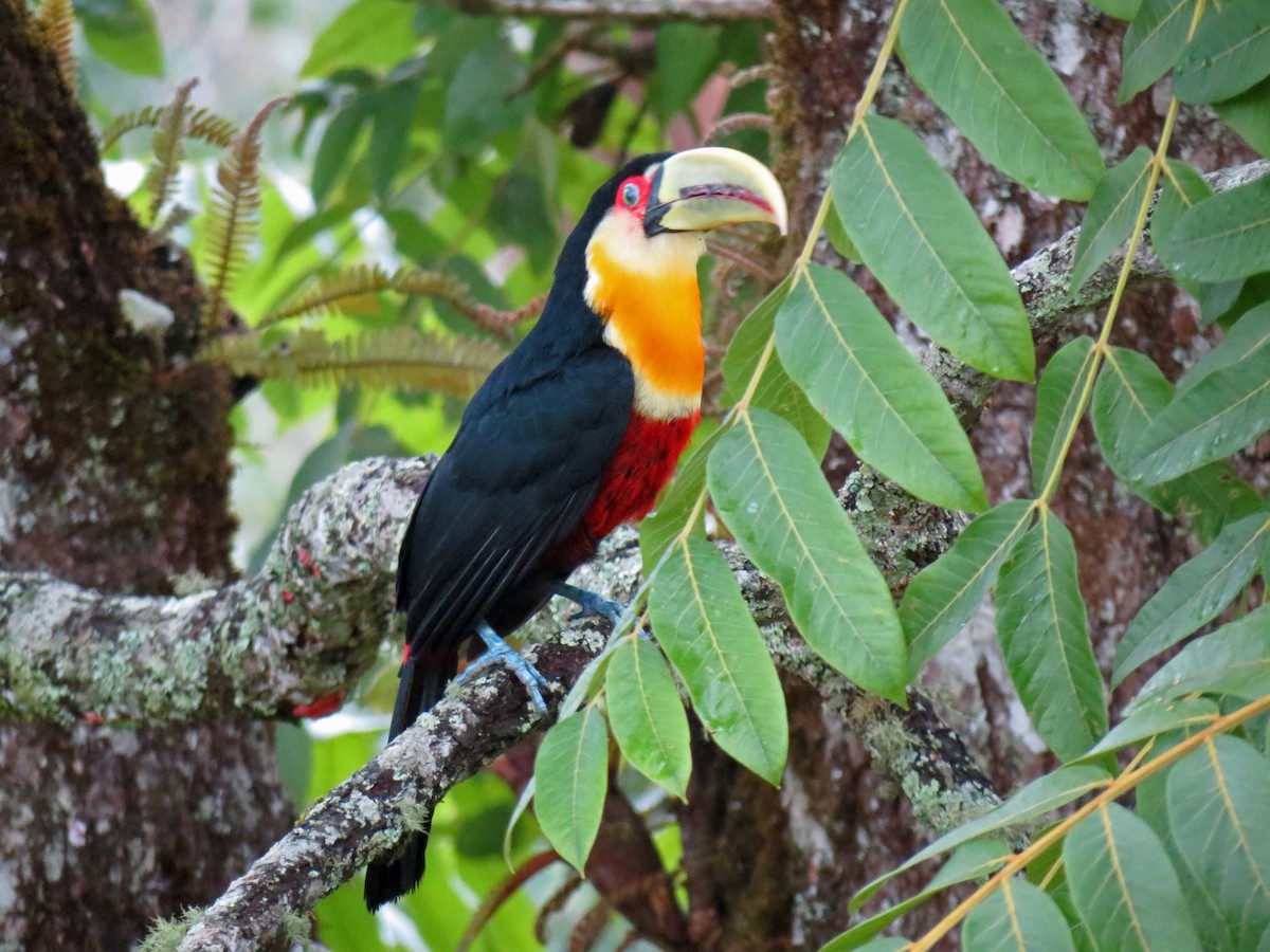 Red-breasted Toucan - ML528851801