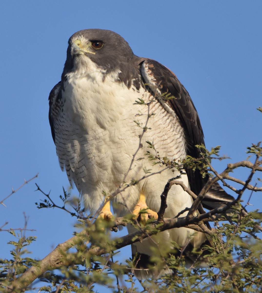 White-tailed Hawk - ML528853561