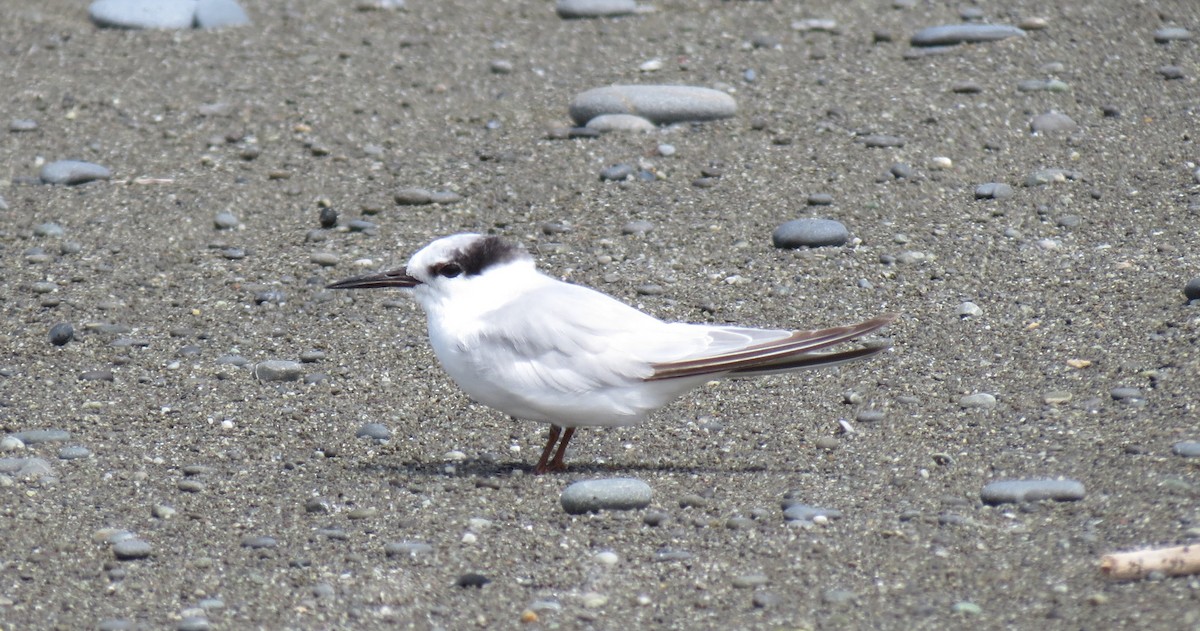 Little Tern - ML528853981