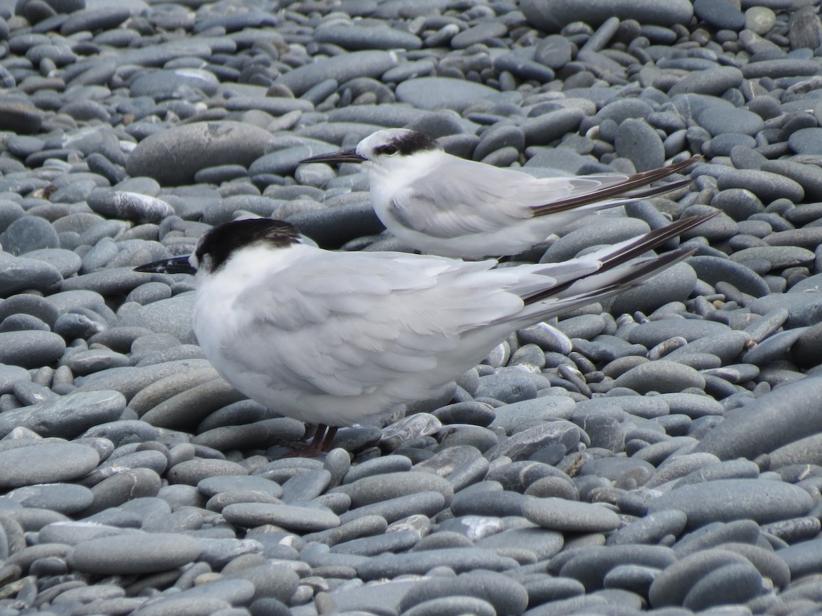 Little Tern - ML528853991