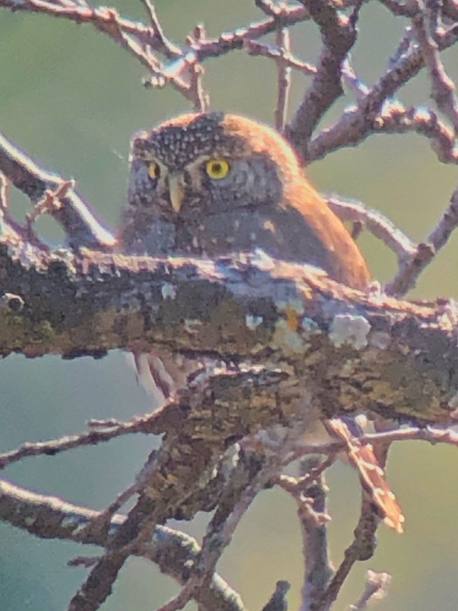 Northern Pygmy-Owl - ML528854001