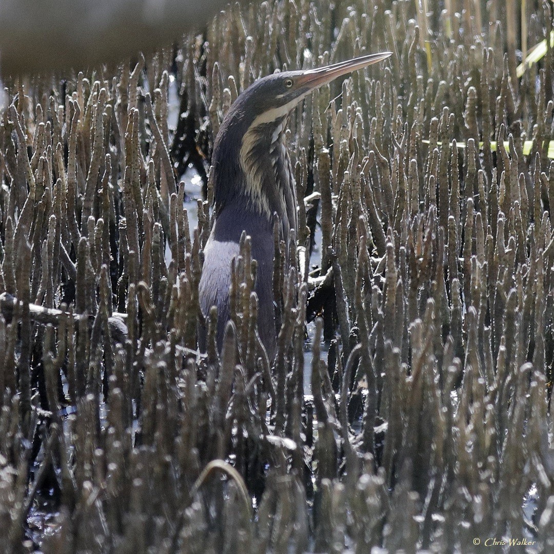 Black Bittern - ML528854351