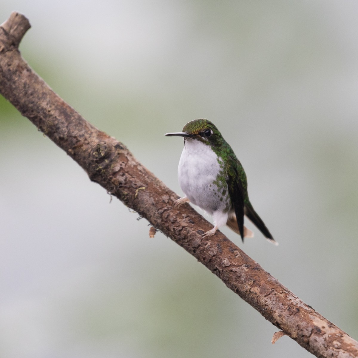 kolibřík andský - ML528854401