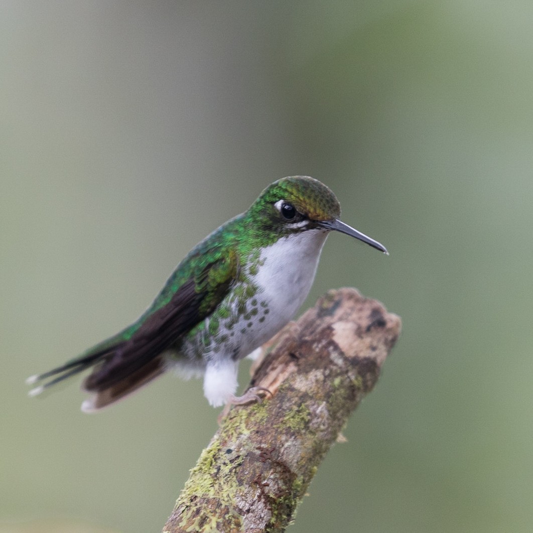 kolibřík andský - ML528854411