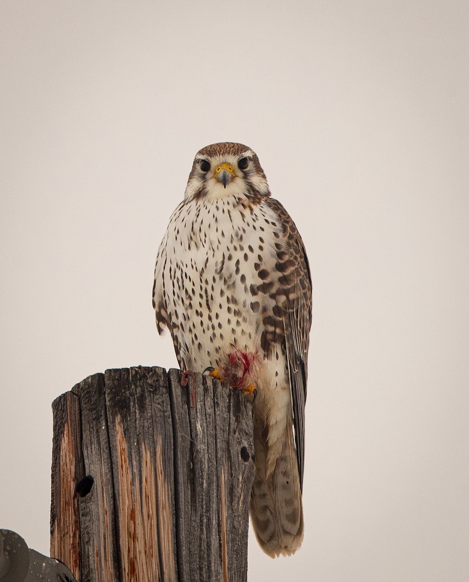 Prairie Falcon - bj worth