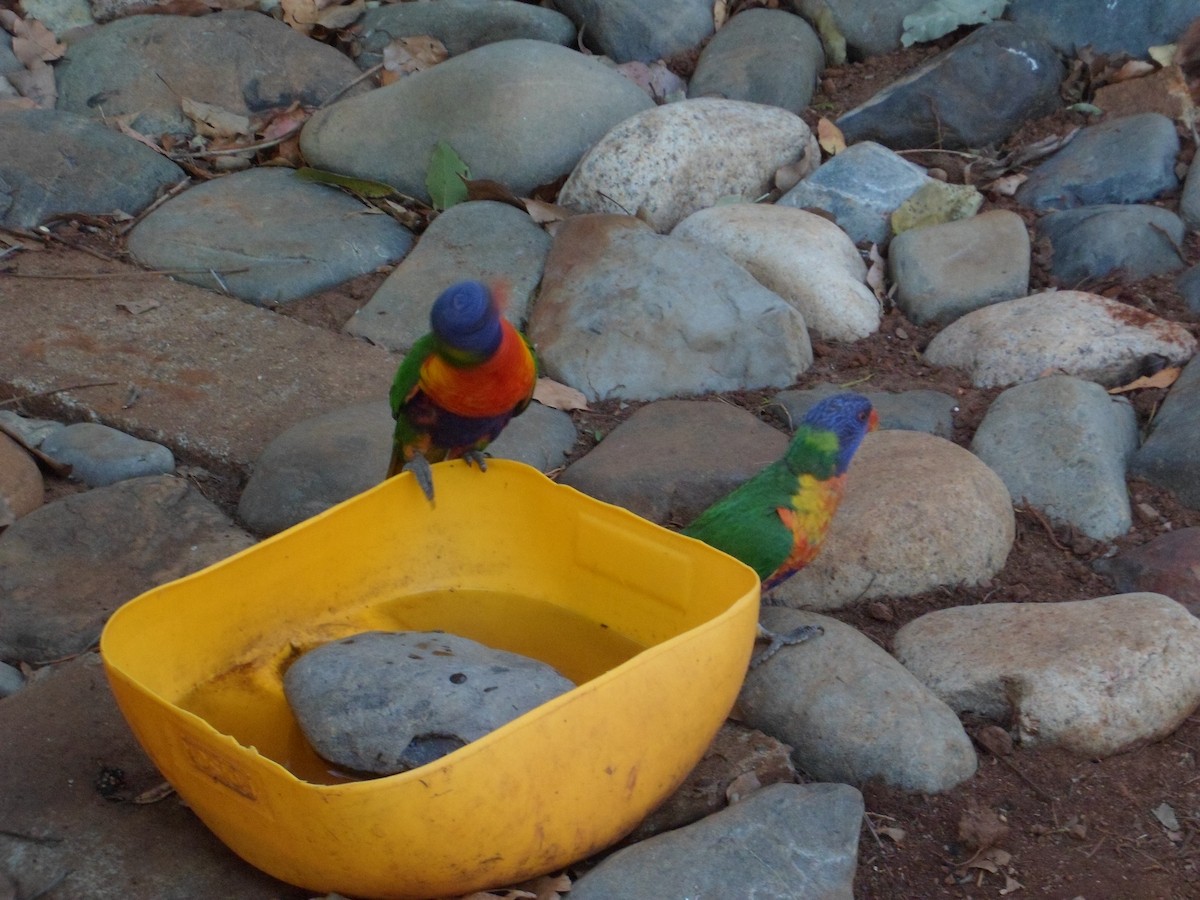 Rainbow Lorikeet - ML528855601