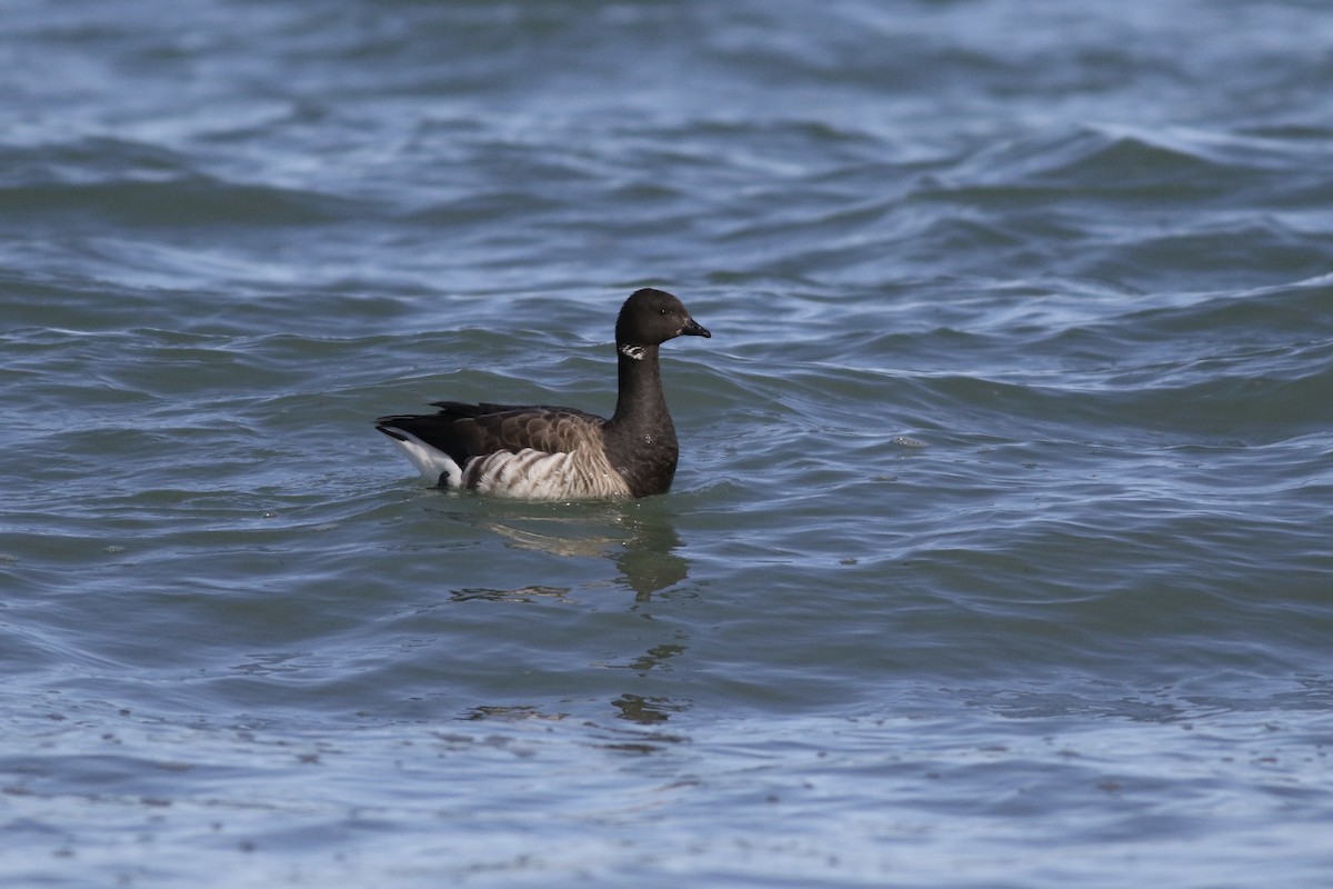 Branta musubeltza (hrota) - ML52885571