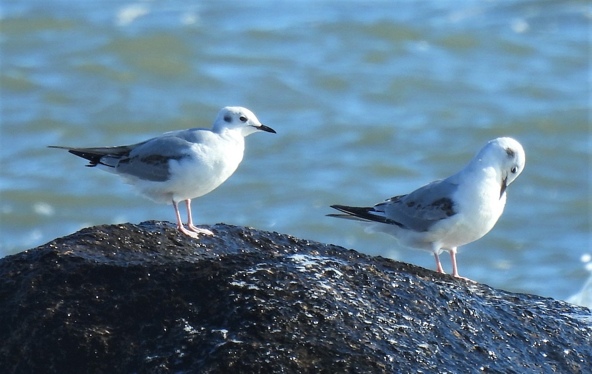 Bonaparte's Gull - ML528856161