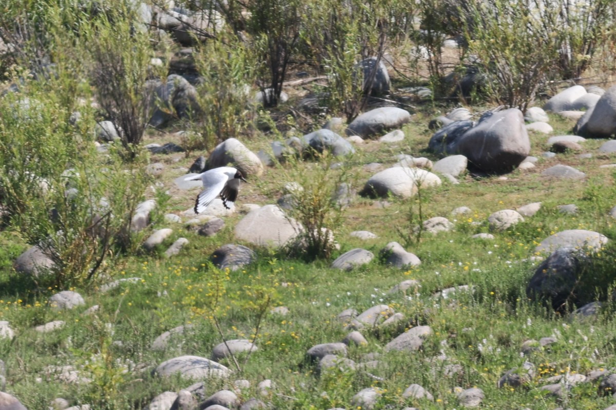 Andean Gull - ML528856611