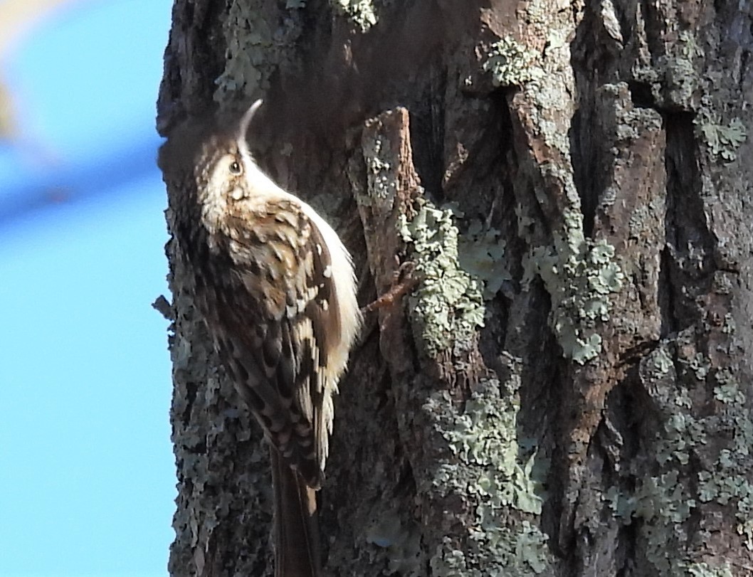 Brown Creeper - ML528857191