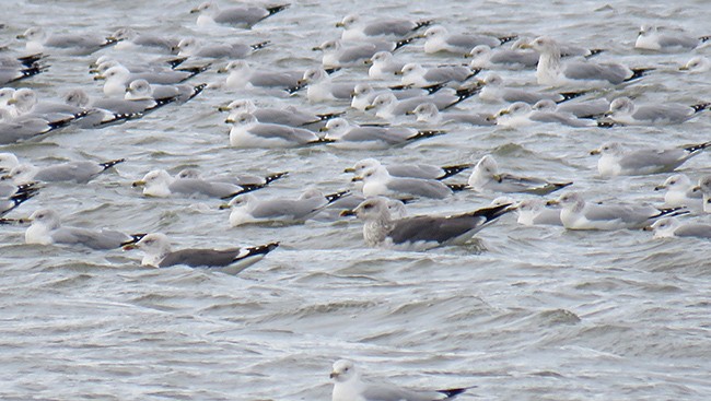 Gaviota Sombría - ML528857631