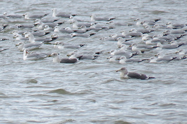 Lesser Black-backed Gull - ML528857681