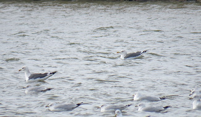 Lesser Black-backed Gull - ML528857711