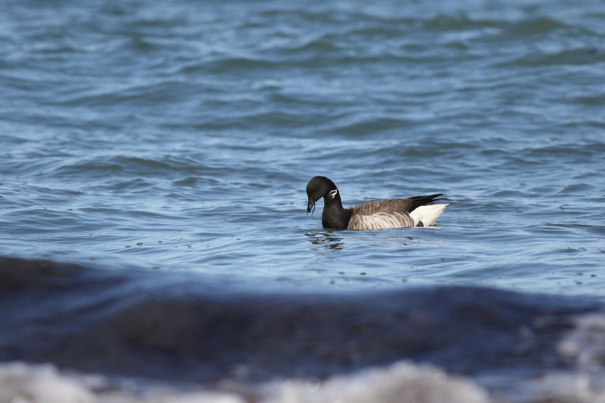 berneška tmavá (ssp. hrota) - ML52885831