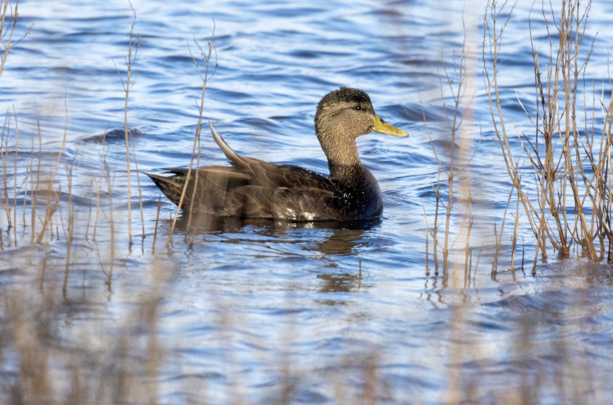 American Black Duck - ML528858371