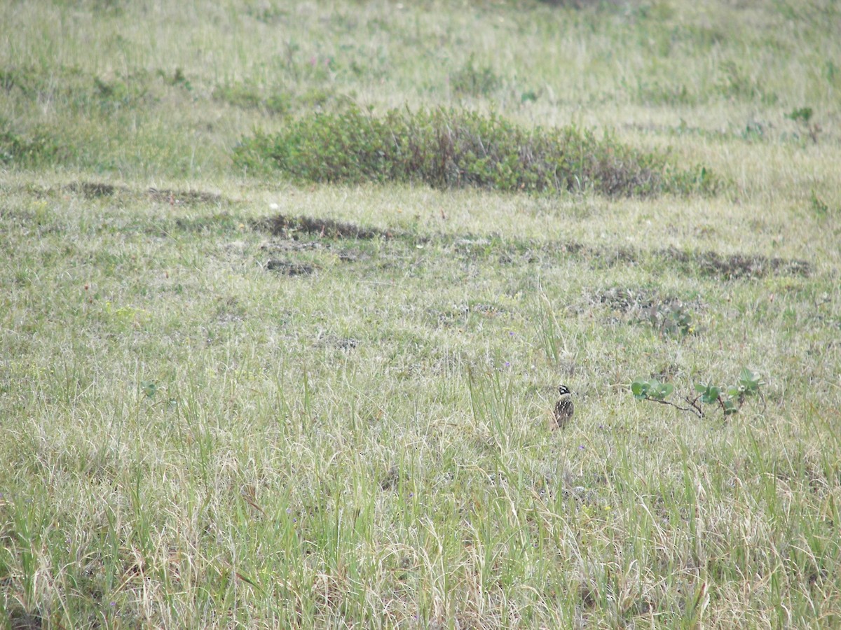 Smith's Longspur - ML528859281