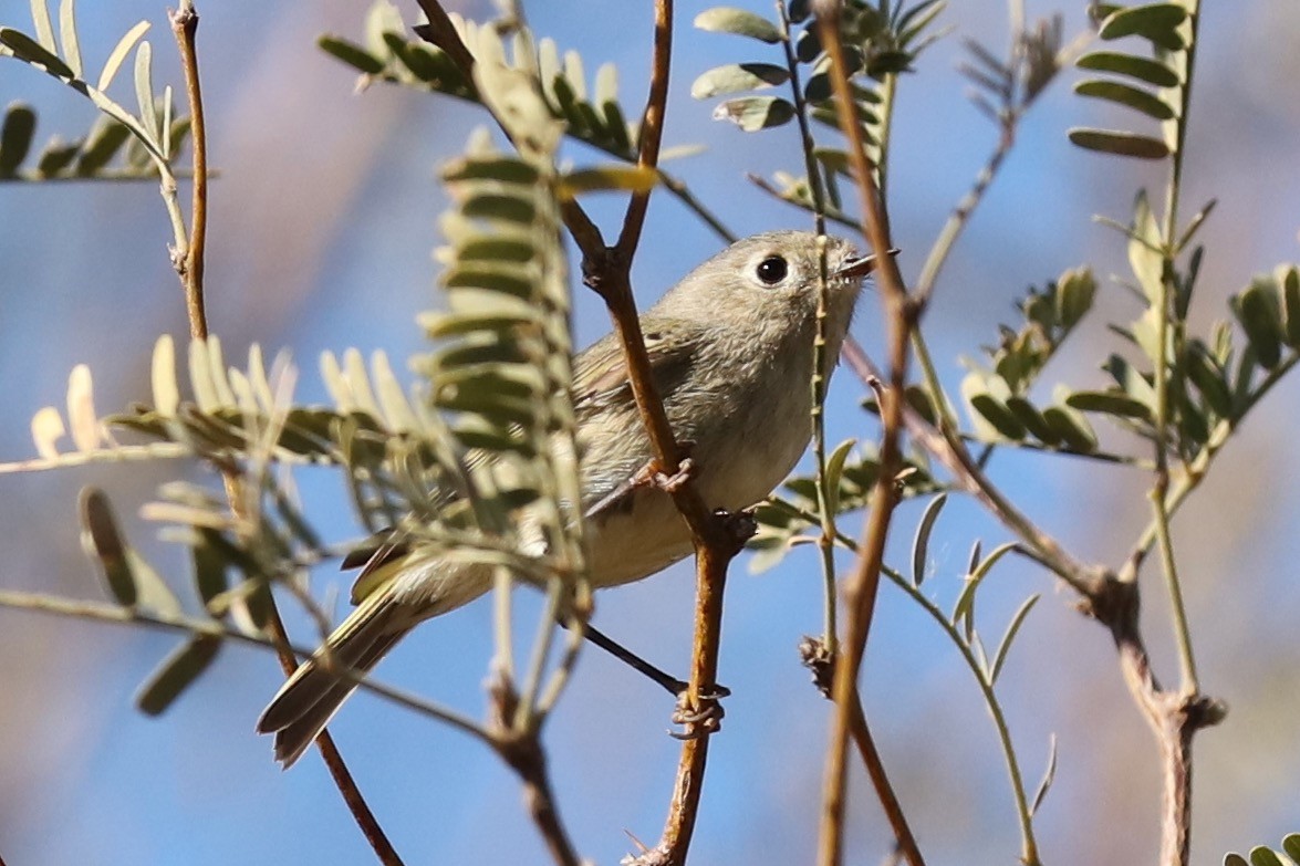 Ruby-crowned Kinglet - ML528859941