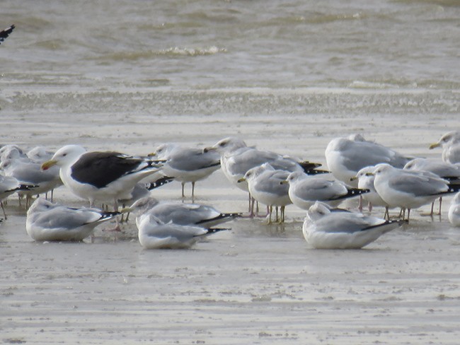 Great Black-backed Gull - Nancy Anderson