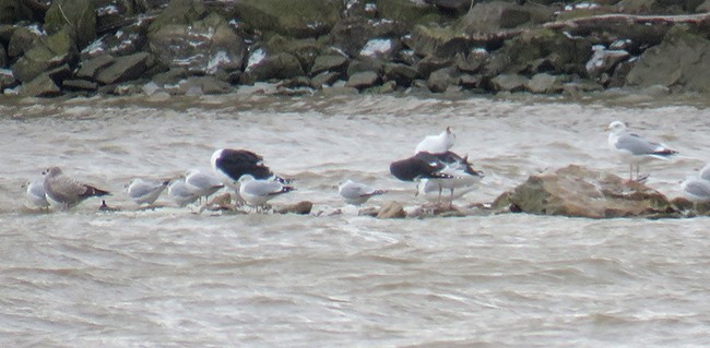 Great Black-backed Gull - Nancy Anderson