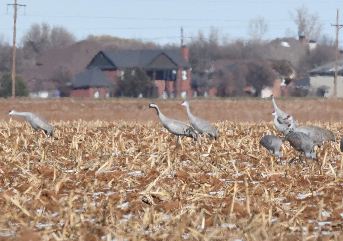 Common Crane - ML528860821