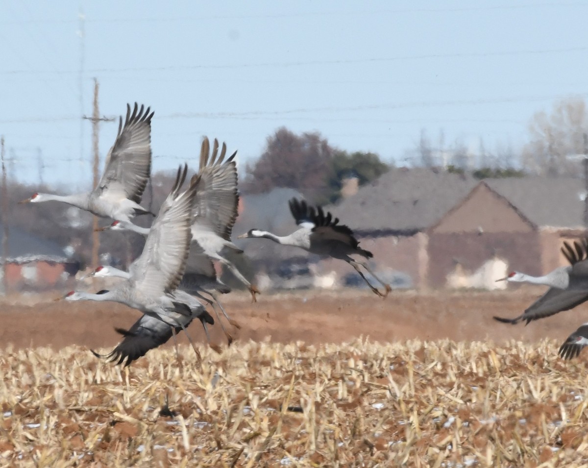 Common Crane - ML528860831