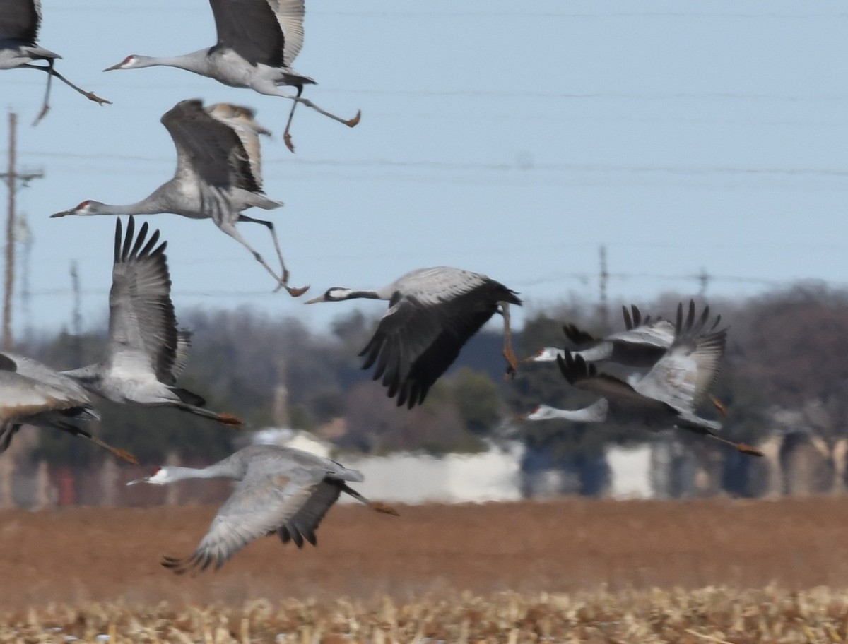 Common Crane - ML528860841