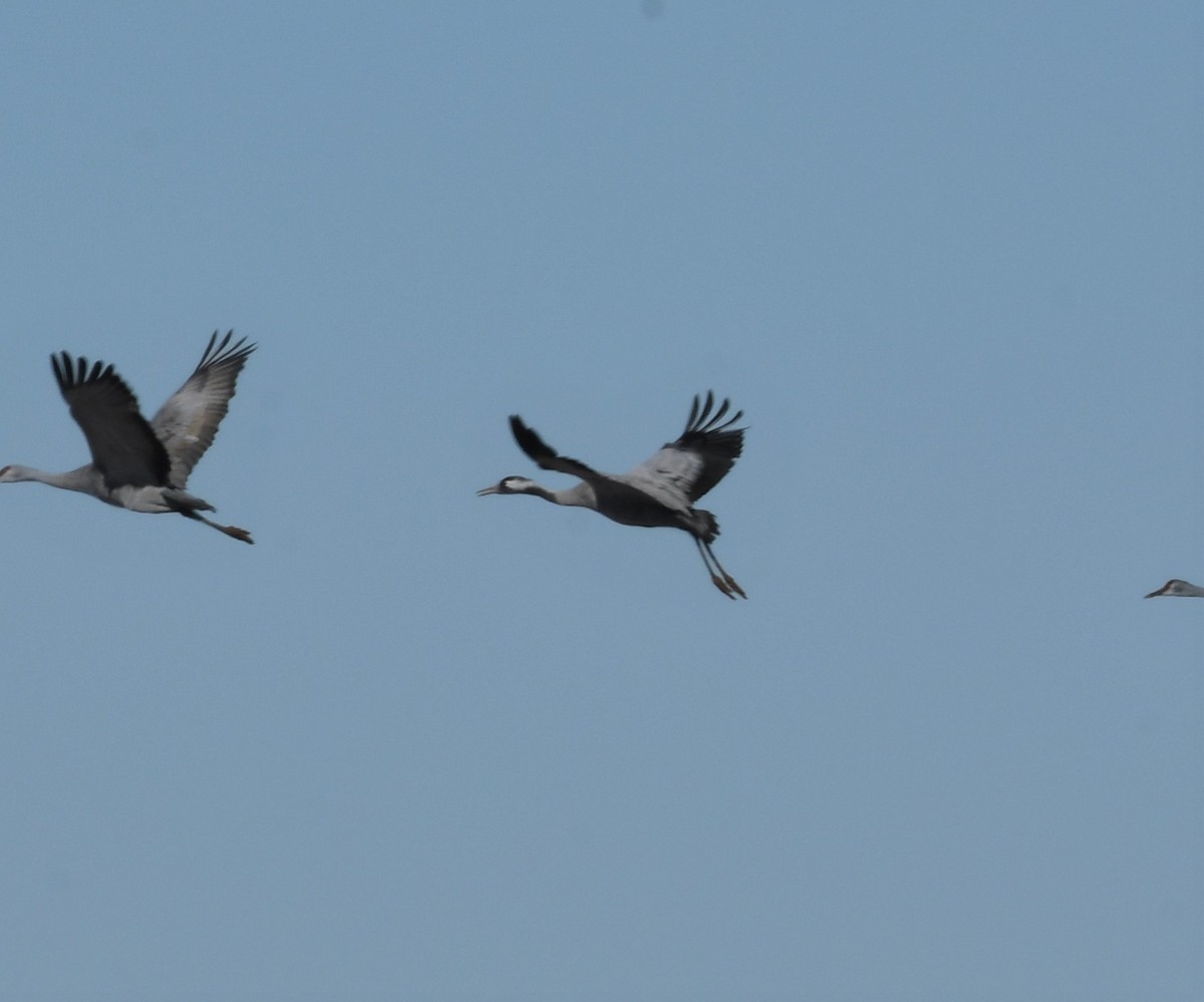 Common Crane - ML528860851