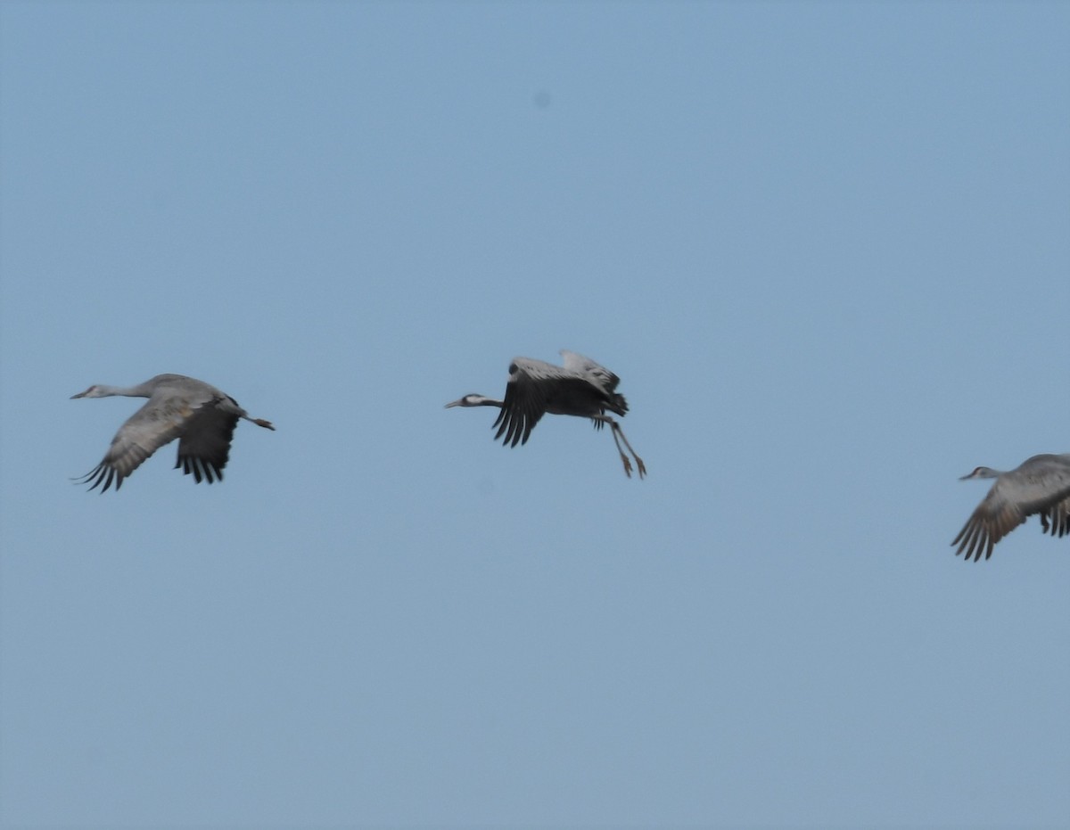 Grulla Común - ML528860861