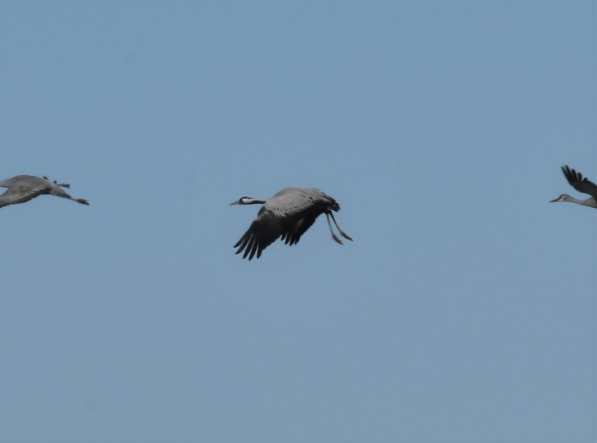 Common Crane - ML528860871