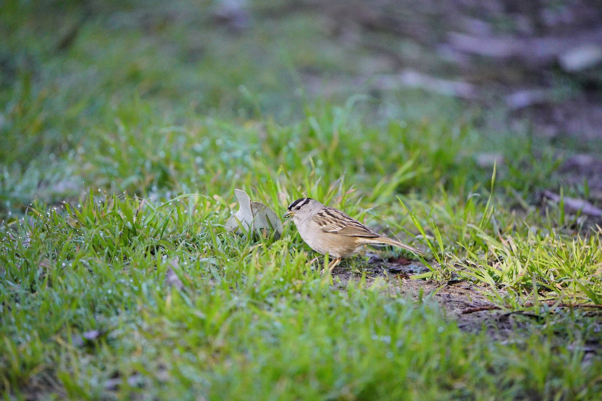 White-crowned Sparrow - ML528861261