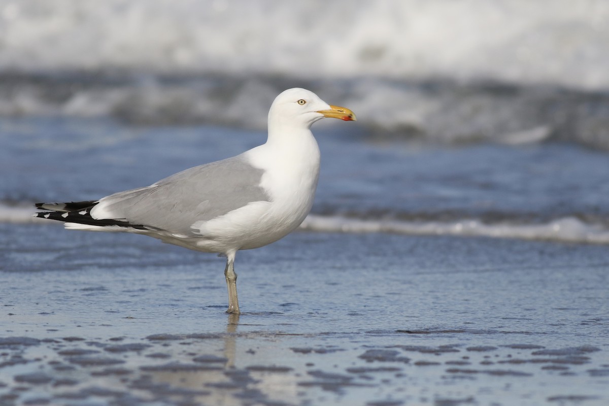 Herring Gull (American) - ML52886301