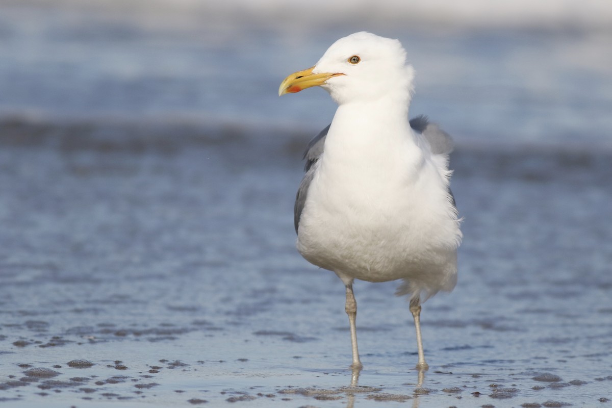 Herring Gull (American) - ML52886421