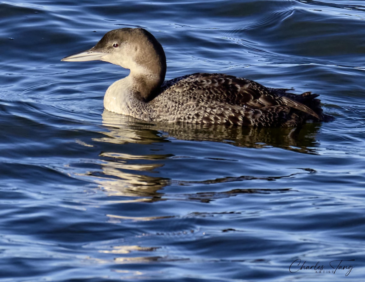 Plongeon huard - ML528864391