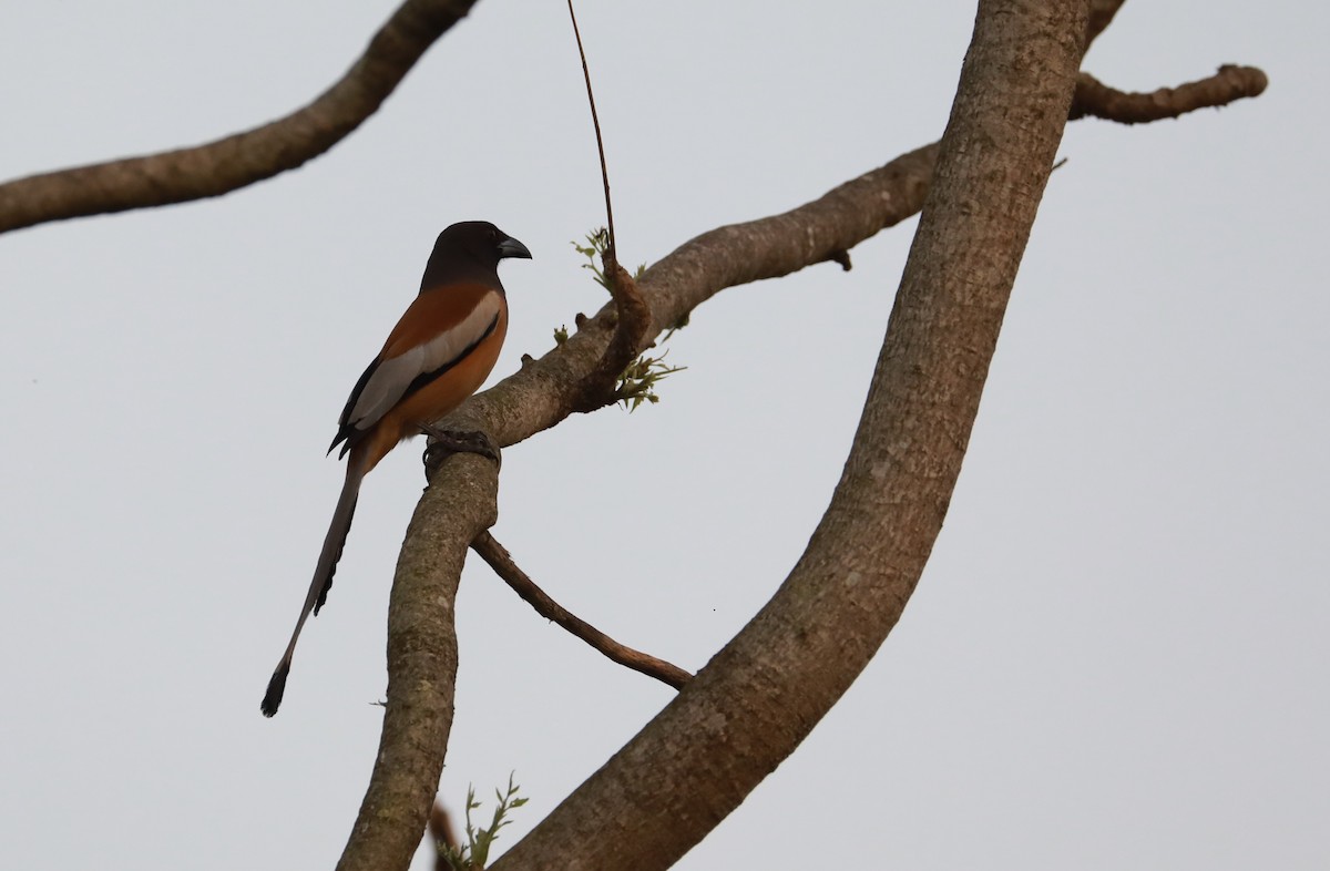 Rufous Treepie - ML528865111