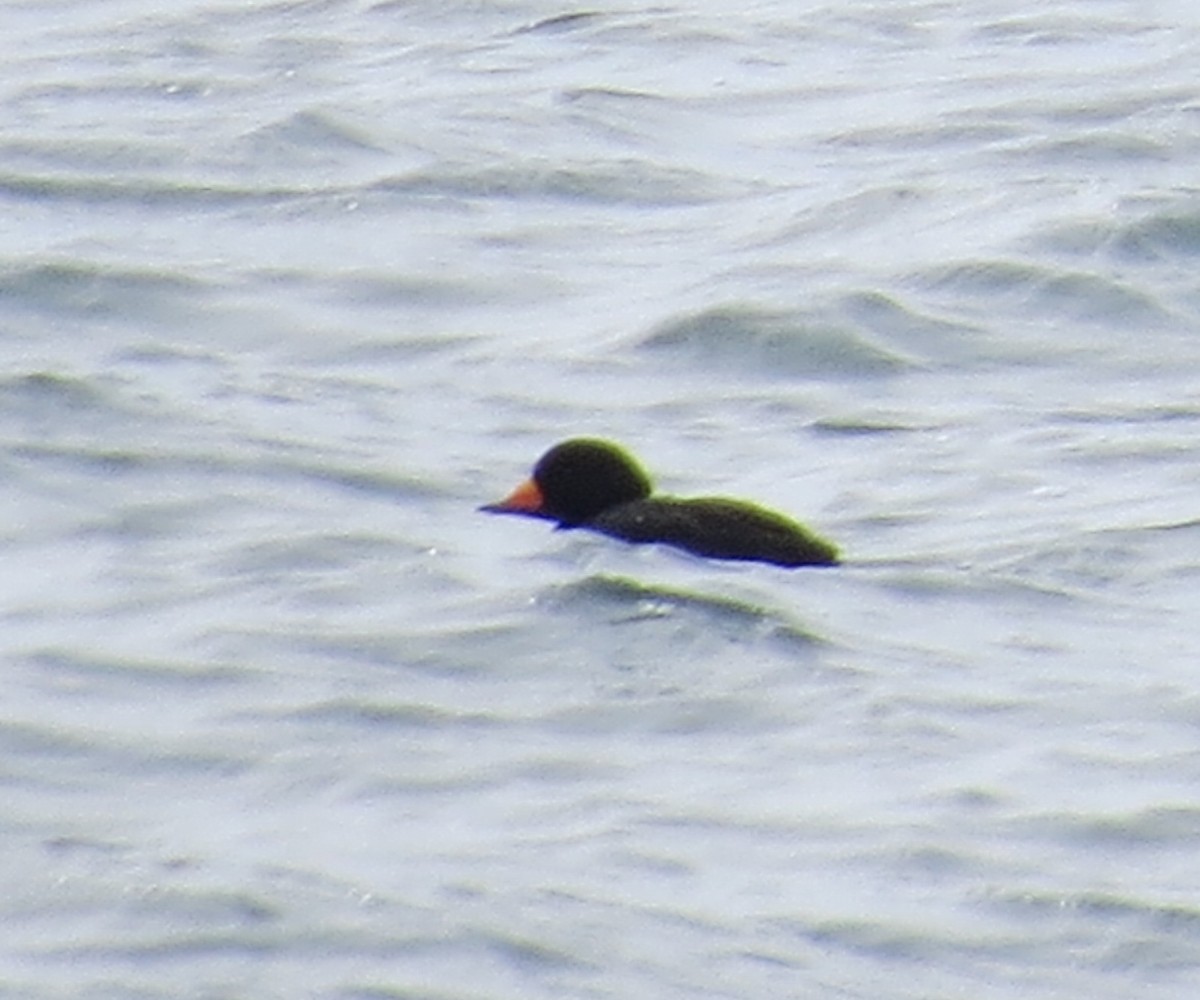 Black Scoter - James Hirtle