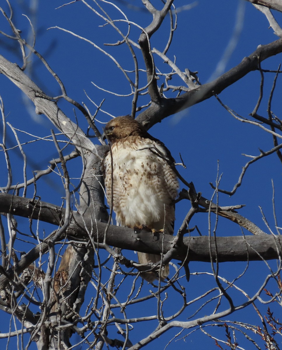 Red-tailed Hawk - ML528865231