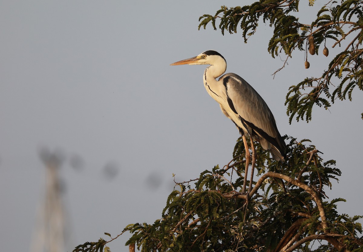 Gray Heron - ML528865261