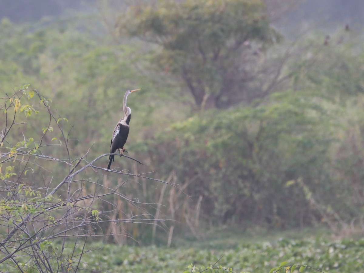 Anhinga Asiática - ML528865351