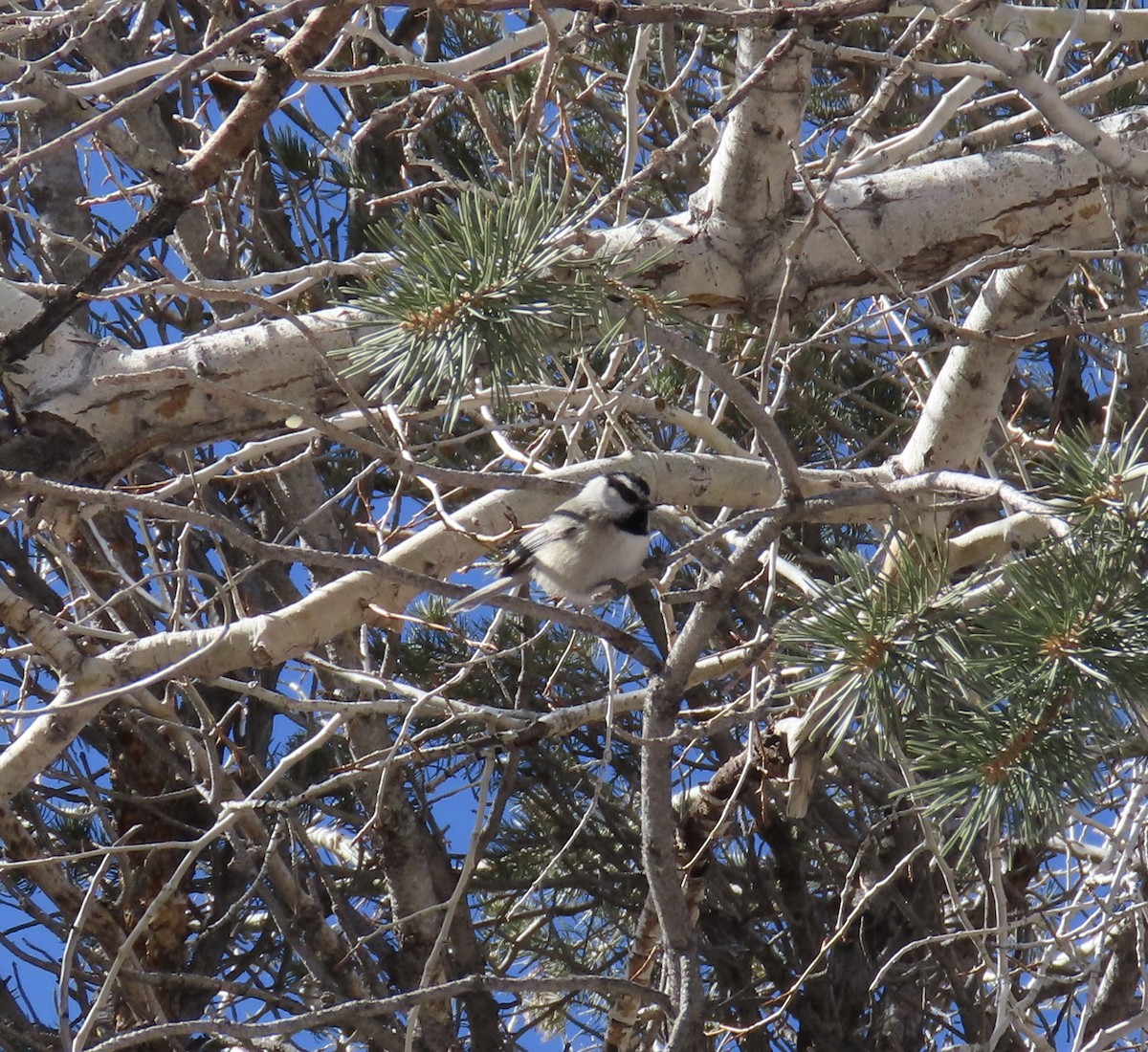 Mountain Chickadee - ML528865361
