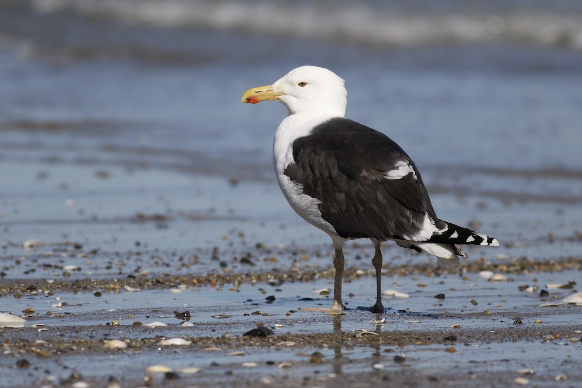 Great Black-backed Gull - Max McCarthy
