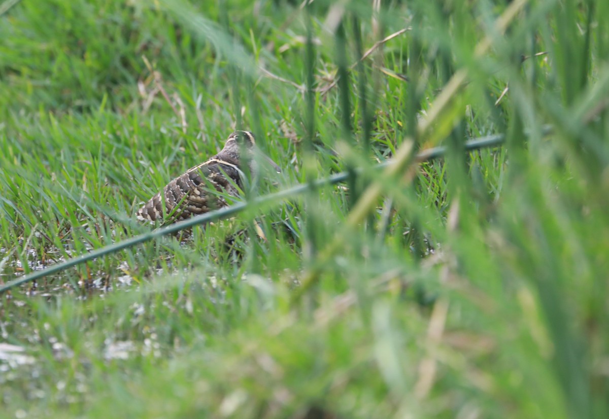 Greater Painted-Snipe - ML528865481